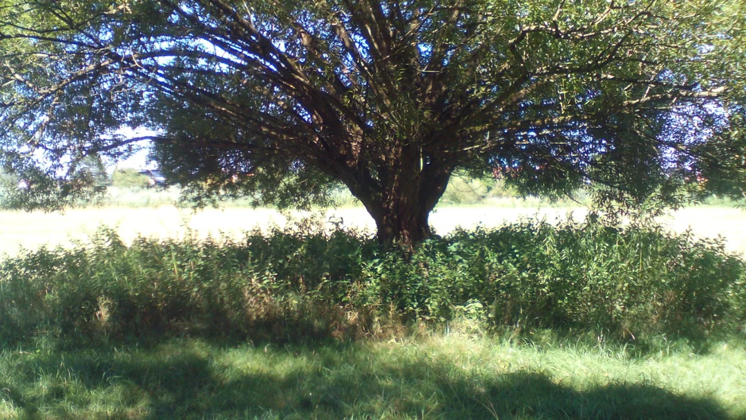 Alter Baum mit weiter Krone auf einer sonnigen Wiese